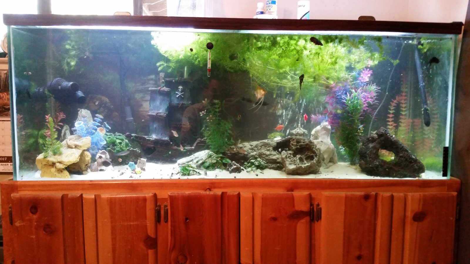 Sacramento fish aquarium service for all fish tank maintenance and moving