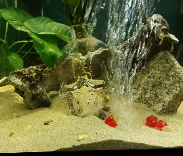 Fish Aquarium Cleaning. We move, build and design all fishtank aquariums