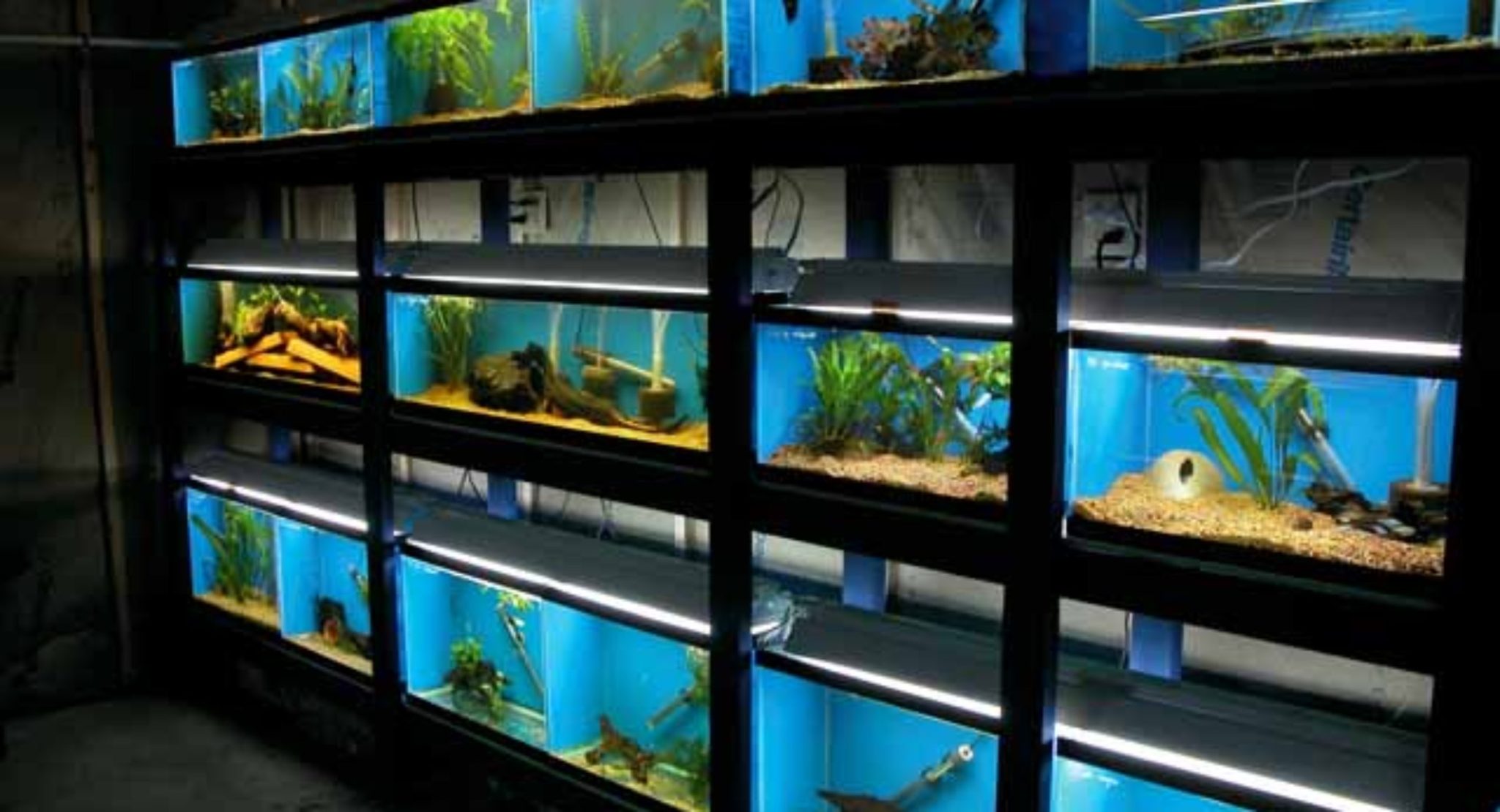 fish-tank-room