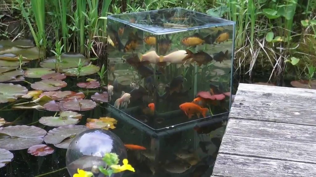 fishcubepondtank • The FISH Guy Sacramento aquarium service and