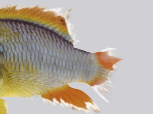fish-fin-rot