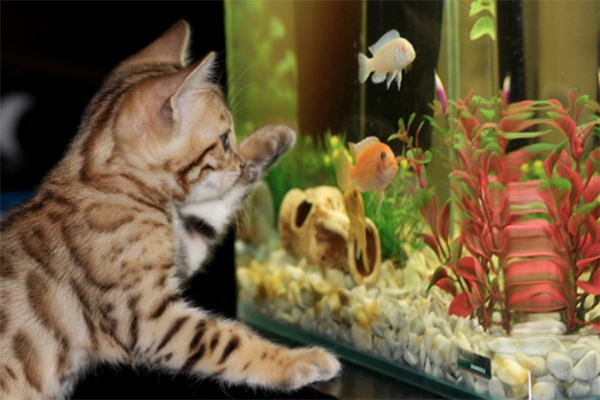 fish-pet-safety
