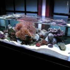 nice-home-cichlid-aquariums
