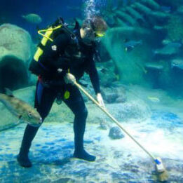 aquarium-clean-service