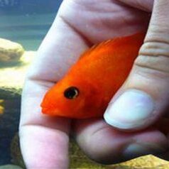 sacramento-aquarium-service-fishtanks